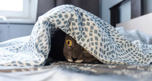 Gri bir kedi saklanıyor ve yatak örtüsünün altından dikizliyor..