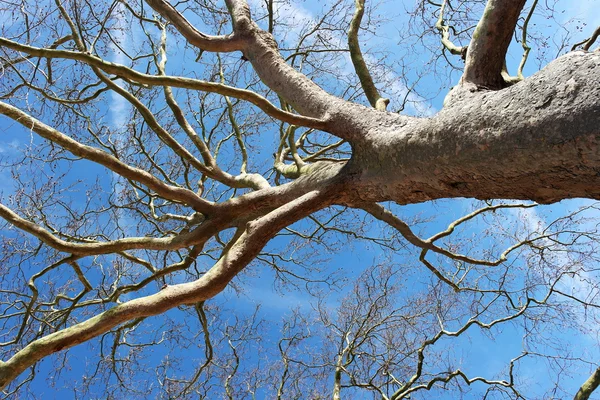 Árvore contra o céu de inverno — Fotografia de Stock