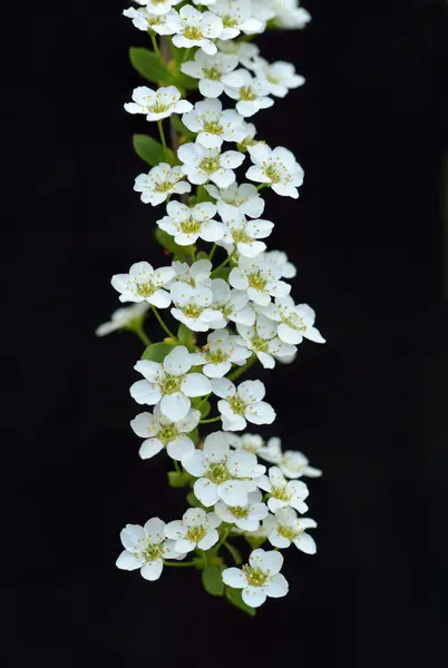 黑色背景上的白色花朵 — 图库照片