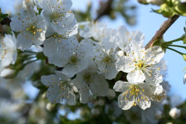 Kiraz çiçekleri su damlaları ile