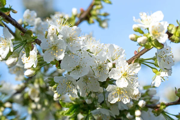 Kiraz çiçekleri su damlaları ile