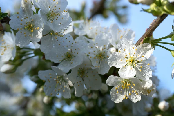 Kiraz çiçekleri su damlaları ile