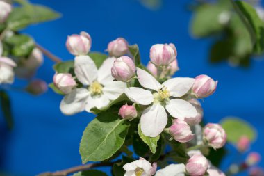 İlkbaharda açan elma dalı