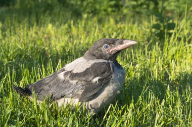 Genç karga kapşonlu. Corvus cornix, Hoodiecrow olarak da bilinir