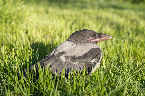 Young hooded crow. Corvus cornix, also called Hoodiecrow — Stock Photo, Image
