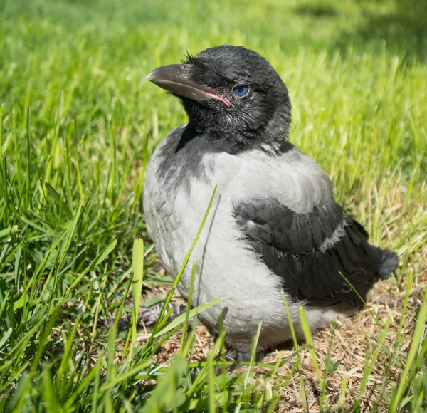 Um jovem corvo encapuzado. Corvus cornix, também chamado de Hoodiecrow — Fotografia de Stock