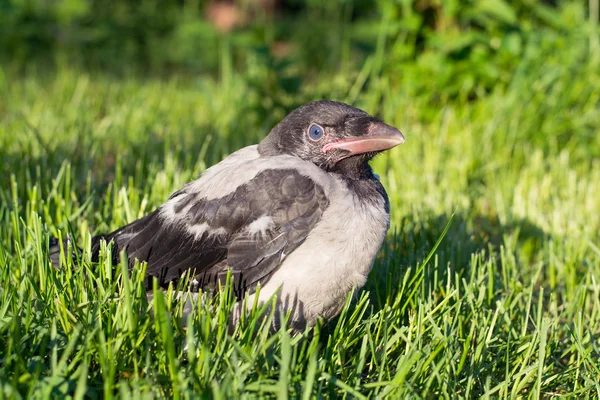 Um jovem corvo encapuzado. Corvus cornix, também chamado de Hoodiecrow — Fotografia de Stock