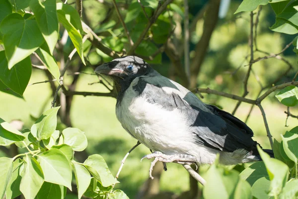 Joven cuervo encapuchado. Corvus cornix, también llamado Hoodiecrow — Foto de Stock