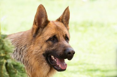 Alman çoban köpeği ormanda