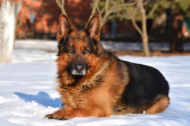 Alman çoban köpeği ormanda