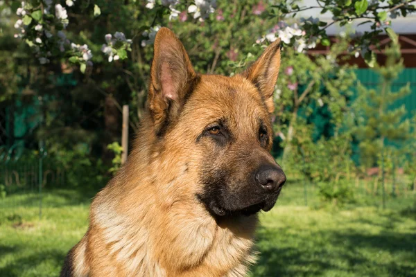 Alman çoban köpeği ormanda — Stok fotoğraf