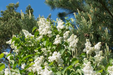 Şu yeni gelişen bir beyaz leylak dalı