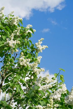 Şu yeni gelişen bir beyaz leylak dalı