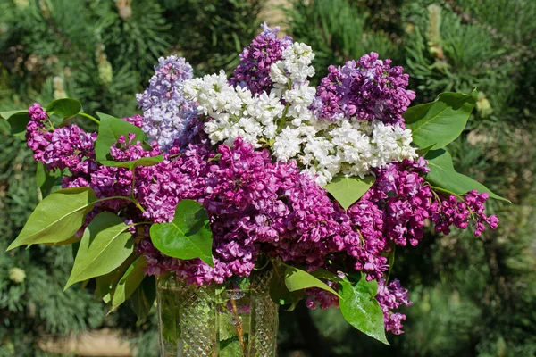 Ramo de flores de lila — Foto de Stock