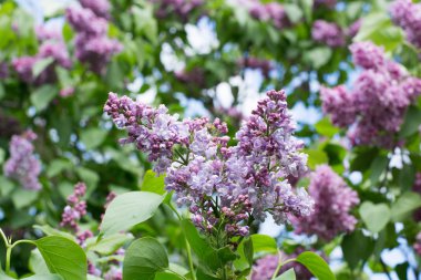 mavi leylak çiçeği