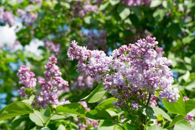 mavi leylak çiçeği