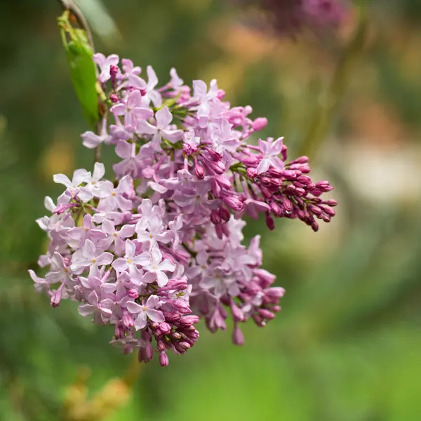 Red lilac in the spring garden — Stock Photo, Image