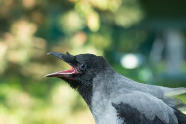 Portrait of a gray crow. clipart