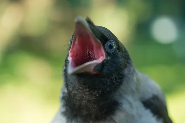 Portret van een grijze kraai. — Stockfoto