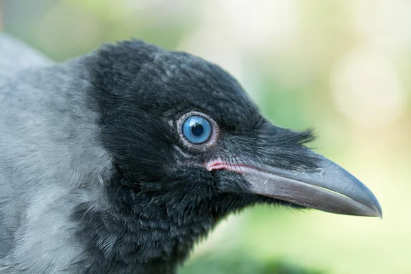 Retrato de un cuervo gris . — Foto de Stock