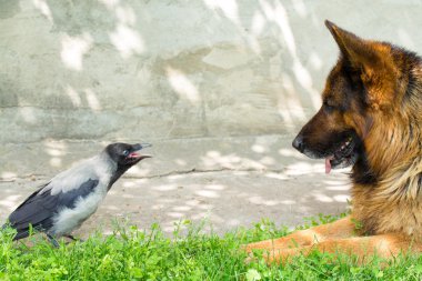 Alman çoban köpeği ve kapüşonlu karga