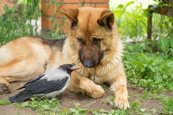 German Shepherd dan Hooded Crow — Stok Foto