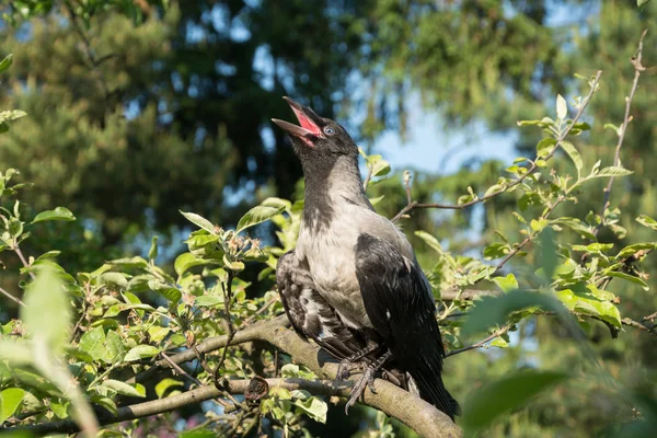 Corvo com capuz no galho da árvore — Fotografia de Stock