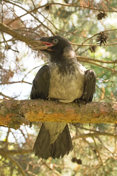 Cuervo encapuchado en la rama del árbol — Foto de Stock