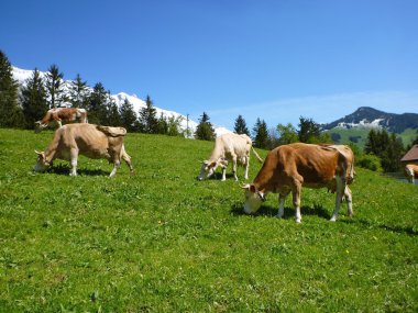 İnekler. Alpin çayırlar. Karla kaplı dağlar