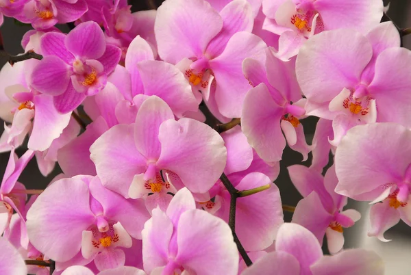 Flowers. Background. Orchids — Stock Photo, Image