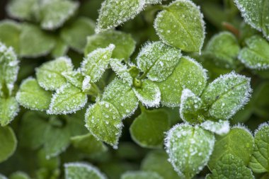 Dondurulmuş yeşil makro çekim yapraklar. Buz parçalarını SMAL