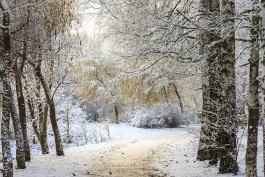Kış orman manzarası. Ağaçların altında kalın bir kar tabakası. Rusya, Moskova, Sokolniki park