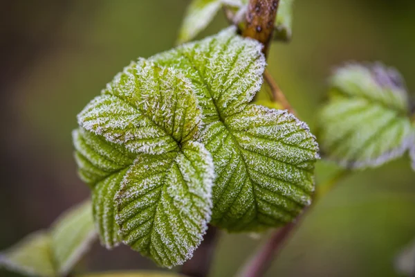 Frozen green leafs macro shot. Smal pieces of ice on it — Stock Photo, Image