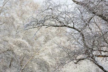 Kış orman manzarası. Ağaçların altında kalın bir kar tabakası. Rusya, Moskova, Sokolniki park