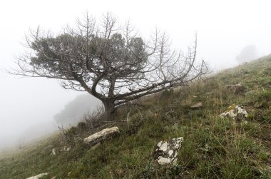 Sis öldü ağaçlarında. Korkunç mistik manzara