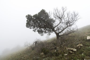 Sis öldü ağaçlarında. Korkunç mistik manzara