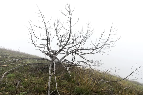 Halott fák a ködben. Ijesztő misztikus táj — Stock Fotó