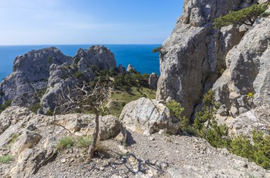 kayalık dağ manzarası. Çalılıkları ardıç, çam ağaçları