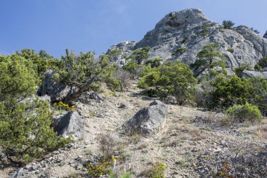 kayalık dağ manzarası. Çalılıkları ardıç, çam ağaçları