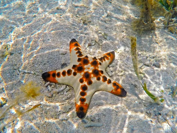 Морская звезда на песке под водой — стоковое фото