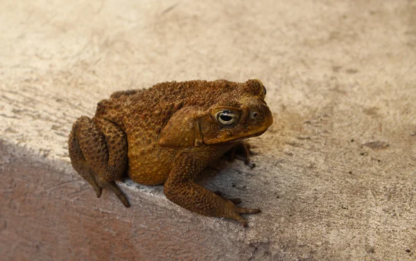 Коричневий жаба на конкретні кроки, Філіппіни природи — стокове фото