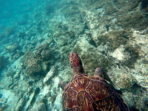 Green sea turtle close to sea bottom and corals