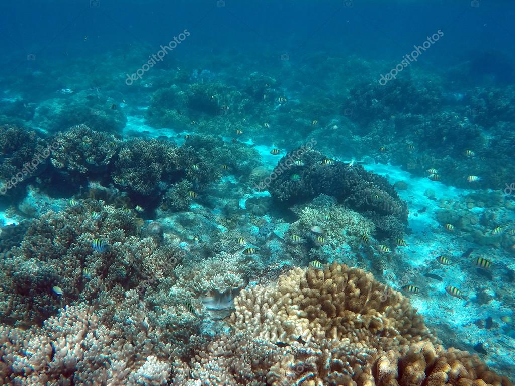 Coral Reef Stock Illustration Illustration Of Lantern 4984662 Sensory Aquarium Wallpaper Nature Fish Beach Wallpapers Peixe