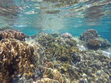 Düşük gelgit sırasında tropikal deniz mercan kayalığı: su yüzeyine yakın mercan
