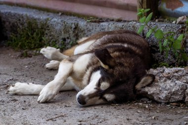 Mountain Dog Sleeping Peacefully in the Himalayas