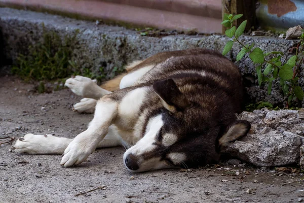 Mountain Dog Sleeping Peacefully in the Himalayas