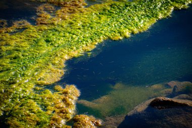 Kristal berraklığında Parlak Yeşil Alg Büyümesi