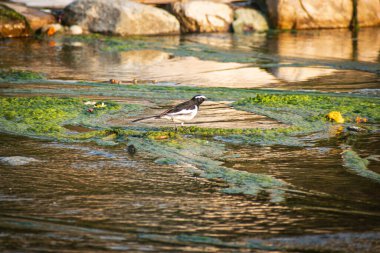 Beyaz kaşlı Wagtail kuşu Tatlı su nehri kıyısında