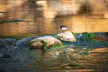 Beyaz kaşlı Wagtail kuşu Tatlı su nehri kıyısında