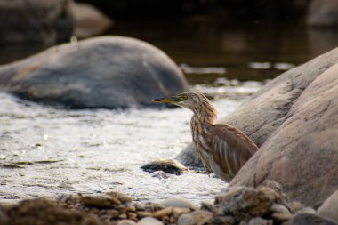 Hint Göleti Balıkçıl Akan Nehir kenarında Dinleniyor